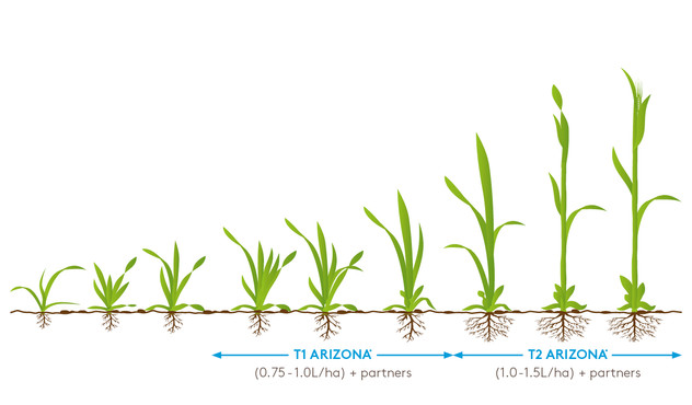 ARIZONA Spring Barley Recommendations ARIZONA Spring Barley Recommendations